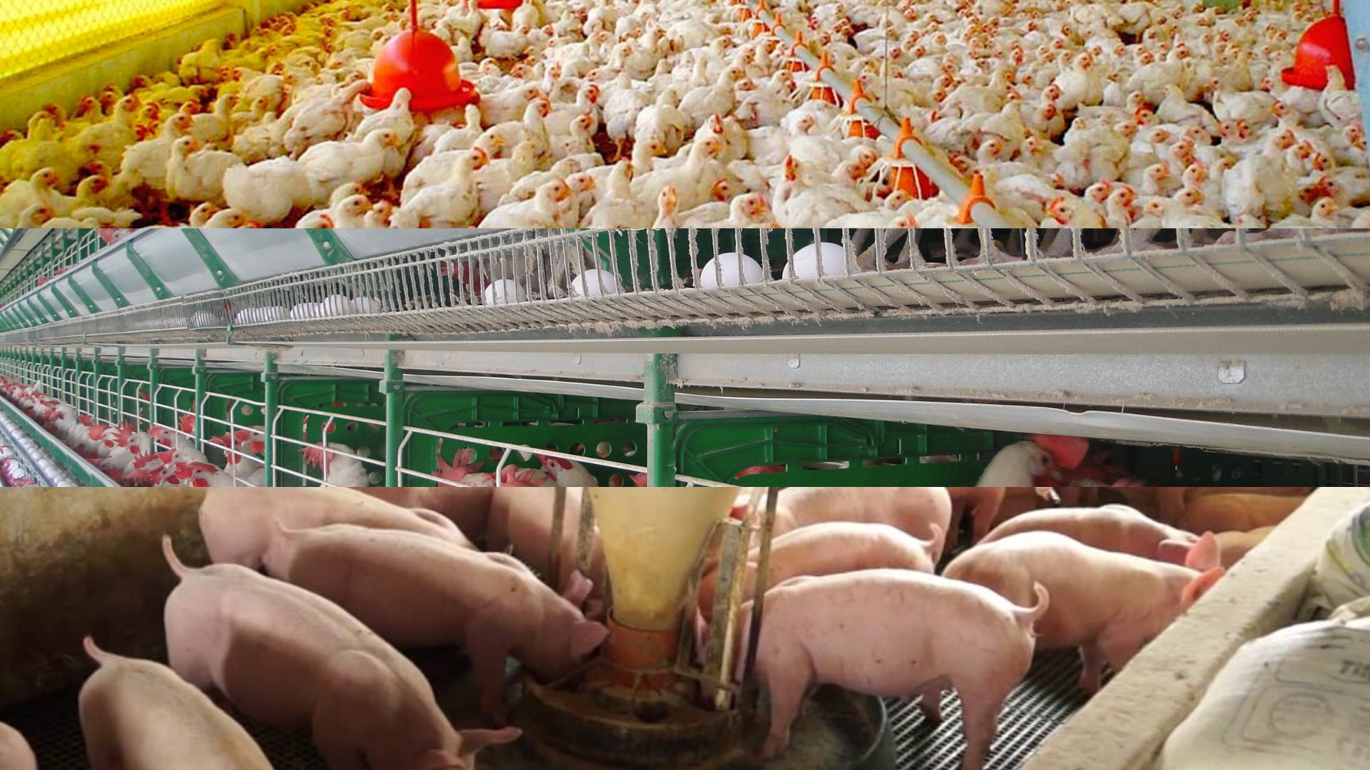 Avicultura e suinocultura já sofrem com altas exageradas no preço dos insumos 2