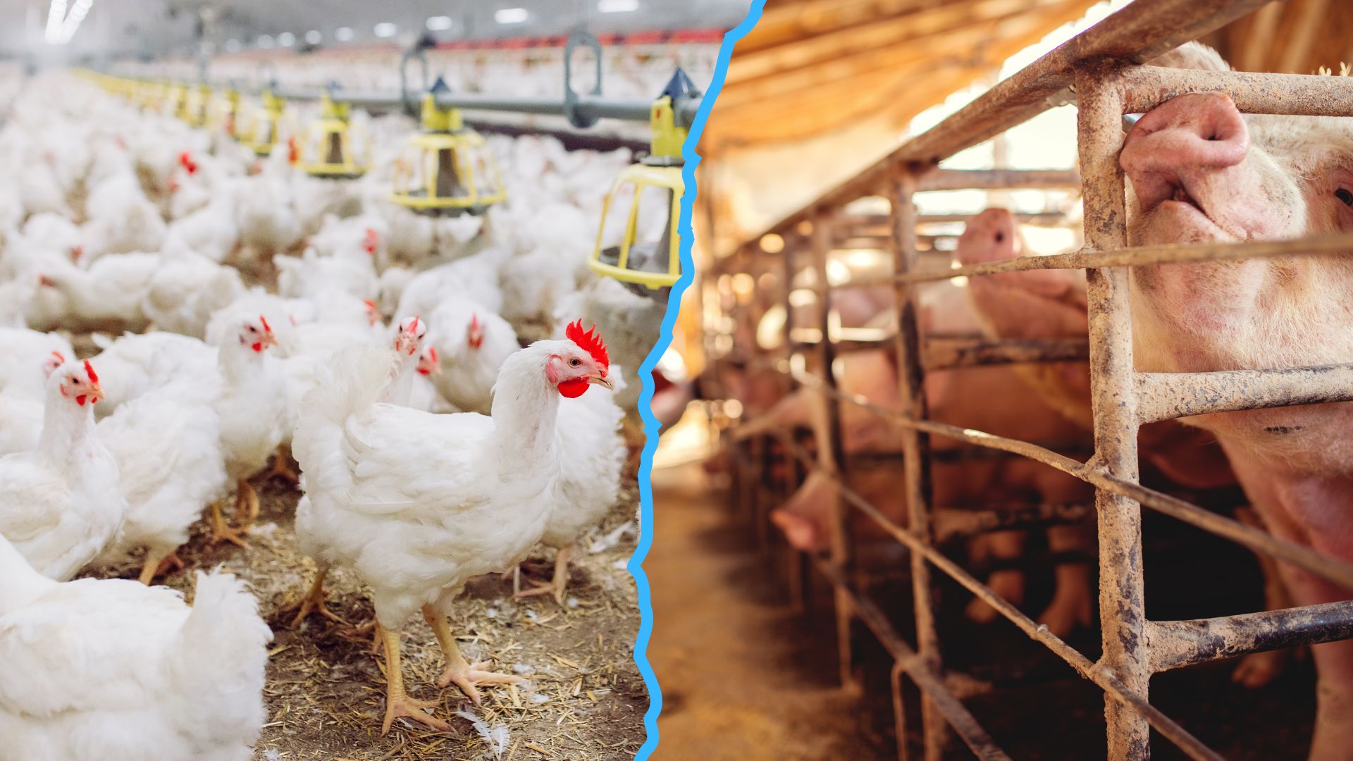 DATAS COMEMORATIVAS PADRÃO 1080 x 1920 px 1920 x 1080 px 2