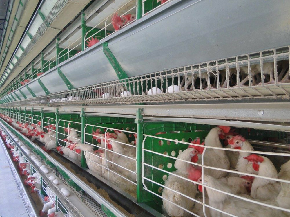 Santa Maria de Jetibá alcança primeiro lugar na produção de ovos no Brasil 2